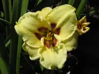 sil.doodlebug4_1067x800.webp