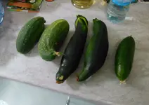 gurken+zucchini.jpg