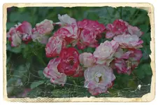 comp_DSC04358.webp