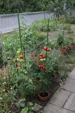 tomaten.webp