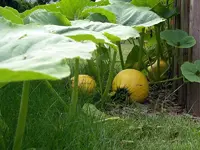 IMGP7978.JPG