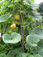IMGP7979.webp