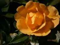 P8071046.webp