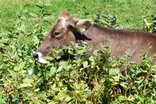 DSCF2590.webp