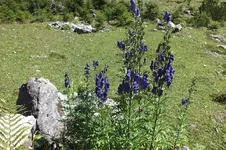 DSCF2607.webp