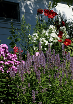 Hangbeet_multicolor_800.webp