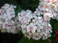 DSCN9744.webp