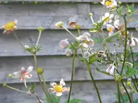 DSCN9746.webp