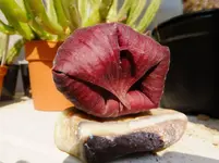 DSCF9225.webp