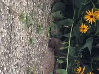 Ratz.webp