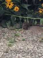 Ratz.webp