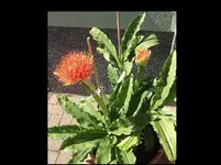 Blutblume Haemanthus 2015 Massar.webp