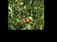 Tomis 2 Aug. 15.webp
