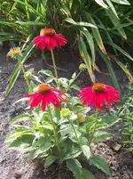 100_6897.webp