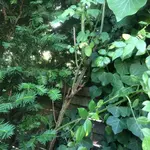 image.webp