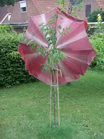 IMGP7982.webp