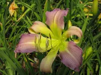 lovley light3_1067x800.webp