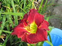 red grace2_1067x800.webp