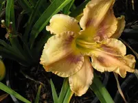 topaz gem3_1067x800.webp