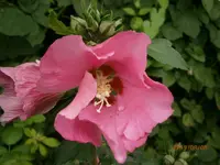 P8081083.webp