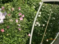P8081088.webp