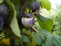 GEDC0873.webp