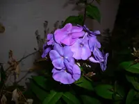 DSCI3745.webp