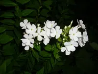 DSCI3744.webp