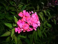 DSCI3743.webp