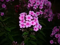 DSCI3741.webp
