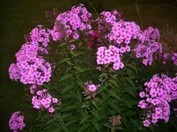 DSCI3740.webp