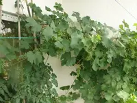 k-P1090775.webp