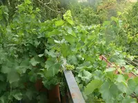 k-P1090776.webp
