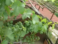k-P1090778.webp
