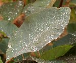 Blatt Perückenstrauch_Wassertropfen_makro2_800.JPG