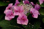 Hortensie_aufblühend_lila_pink_Wassertropfen_makro2_800.JPG