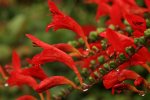 Montbretie Red Devil_Wassertropfen_makro_1000.JPG