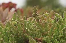 Mauerpfeffer_grün_Wassertropfen_makro_800.JPG