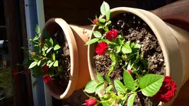 20150809_104458.webp 20150809_104458.webp