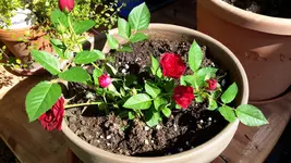 20150809_103909.webp 20150809_103909.webp