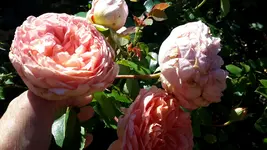 20150809_103954.webp 20150809_103954.webp