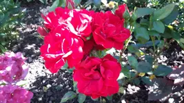 20150809_104012.webp 20150809_104012.webp