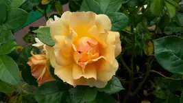 20150809_104249.webp 20150809_104249.webp