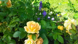 20150809_104950.webp 20150809_104950.webp