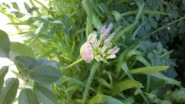 20150809_105104.jpg