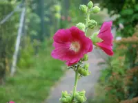 CIMG1281.webp
