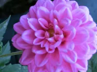CIMG1277.webp