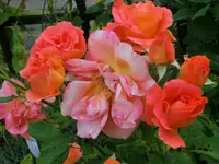 CIMG1287.webp