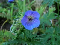 CIMG1282.webp