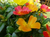 DSCF9238.webp
